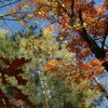 Indian Summer